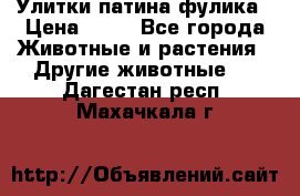 Улитки патина фулика › Цена ­ 10 - Все города Животные и растения » Другие животные   . Дагестан респ.,Махачкала г.